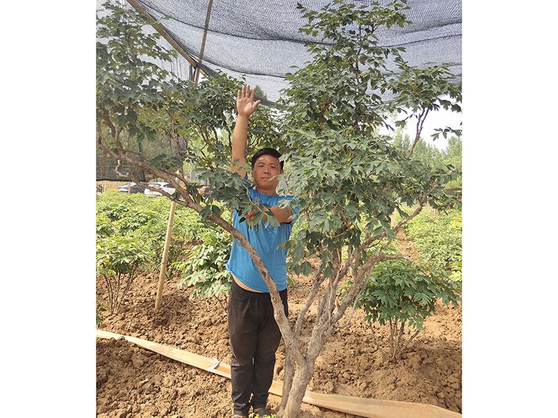 百年牡丹樹(shù)