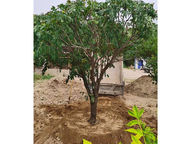 百年牡丹樹(shù)