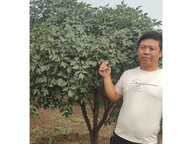 百年牡丹樹(shù)